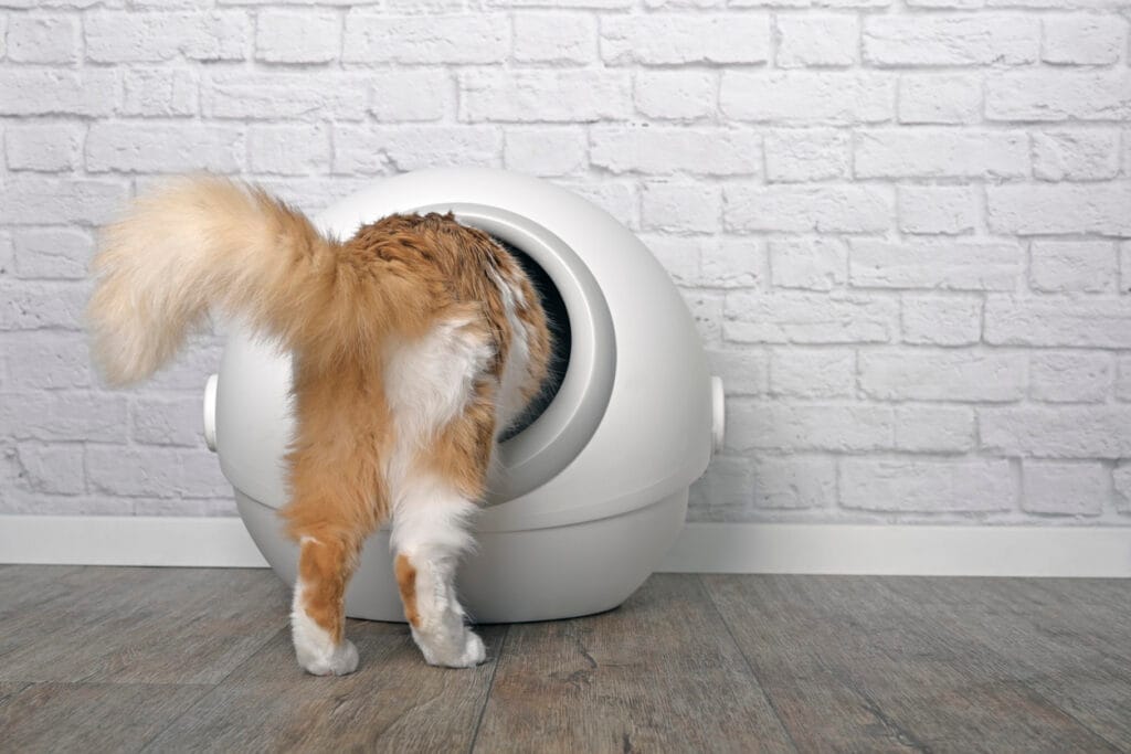Oranje kat stapt in automatische kattenbak