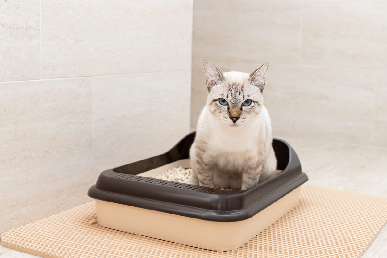 Cat in kattenbak