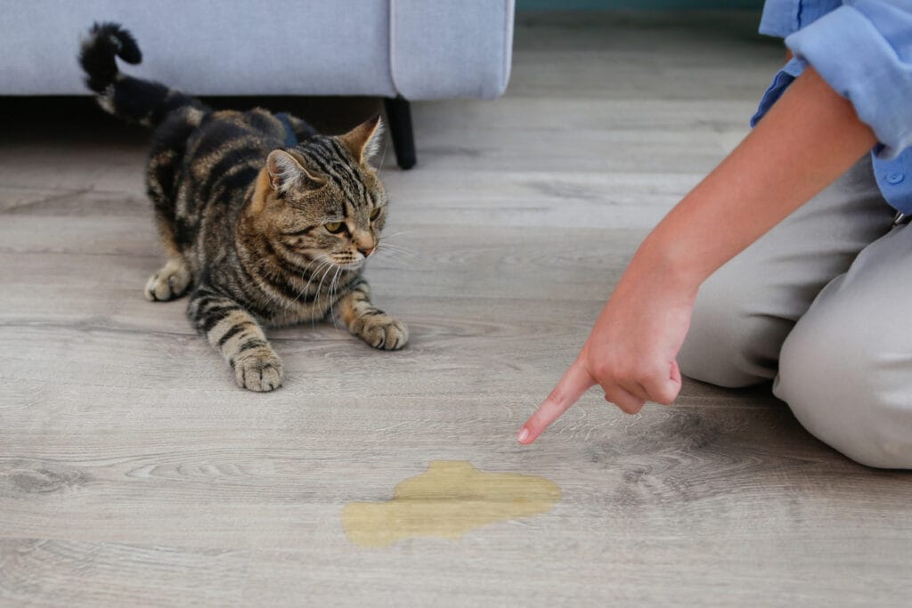 Kat plast op vloer