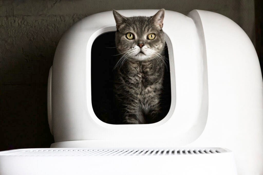 Britse korthaar in automatische kattenbak