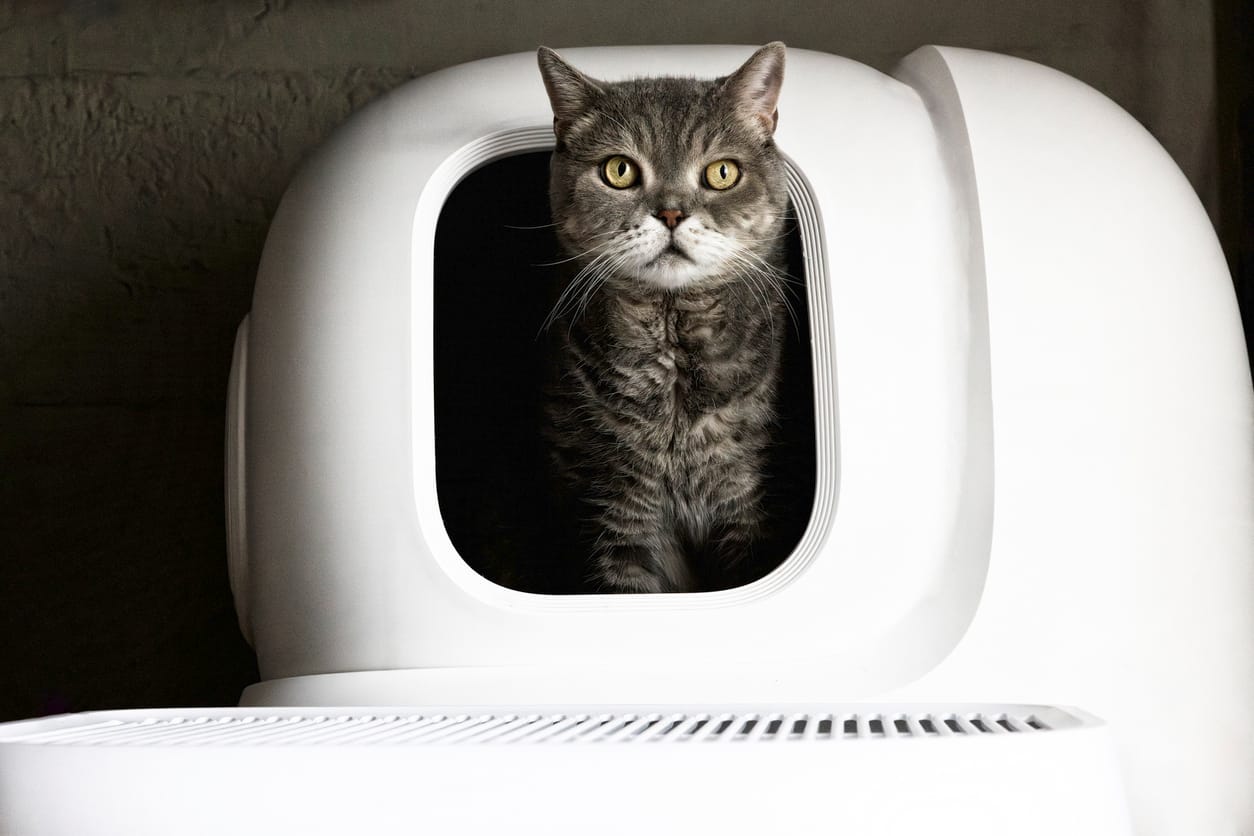 Britse korthaar in automatische kattenbak