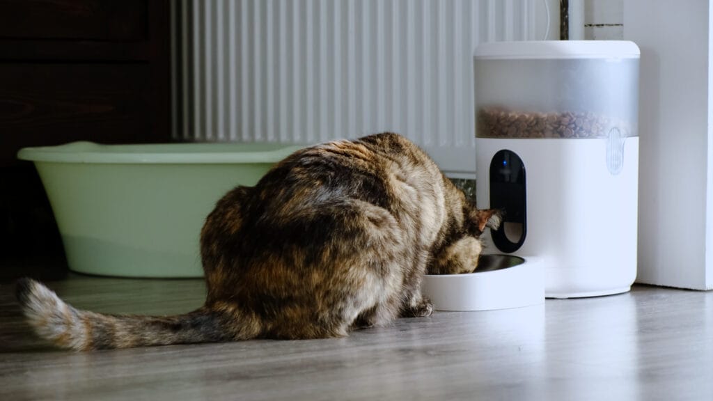 Cat eten uit automatische voederbak