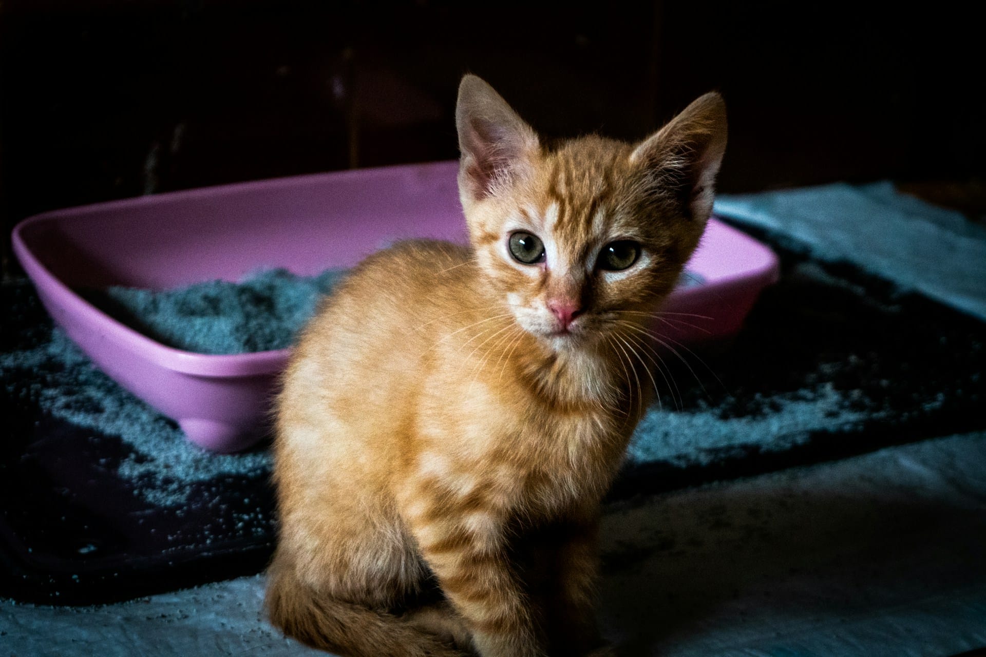 Oranje kat bij kattenbak