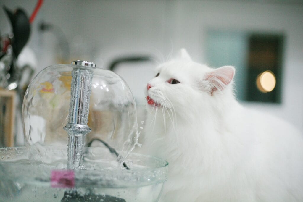 Witte kat met drinkfontein