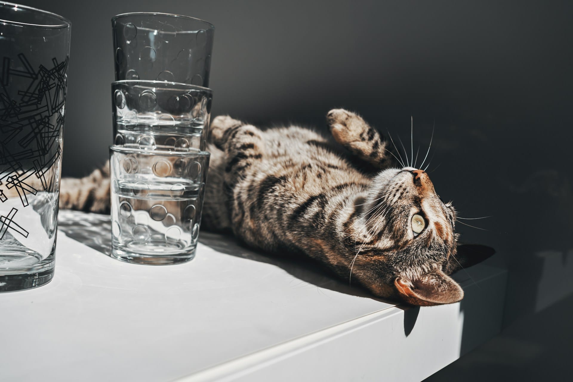 Bruine kat met glazen ernaast
